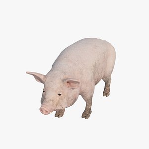 Livestock meat pigs