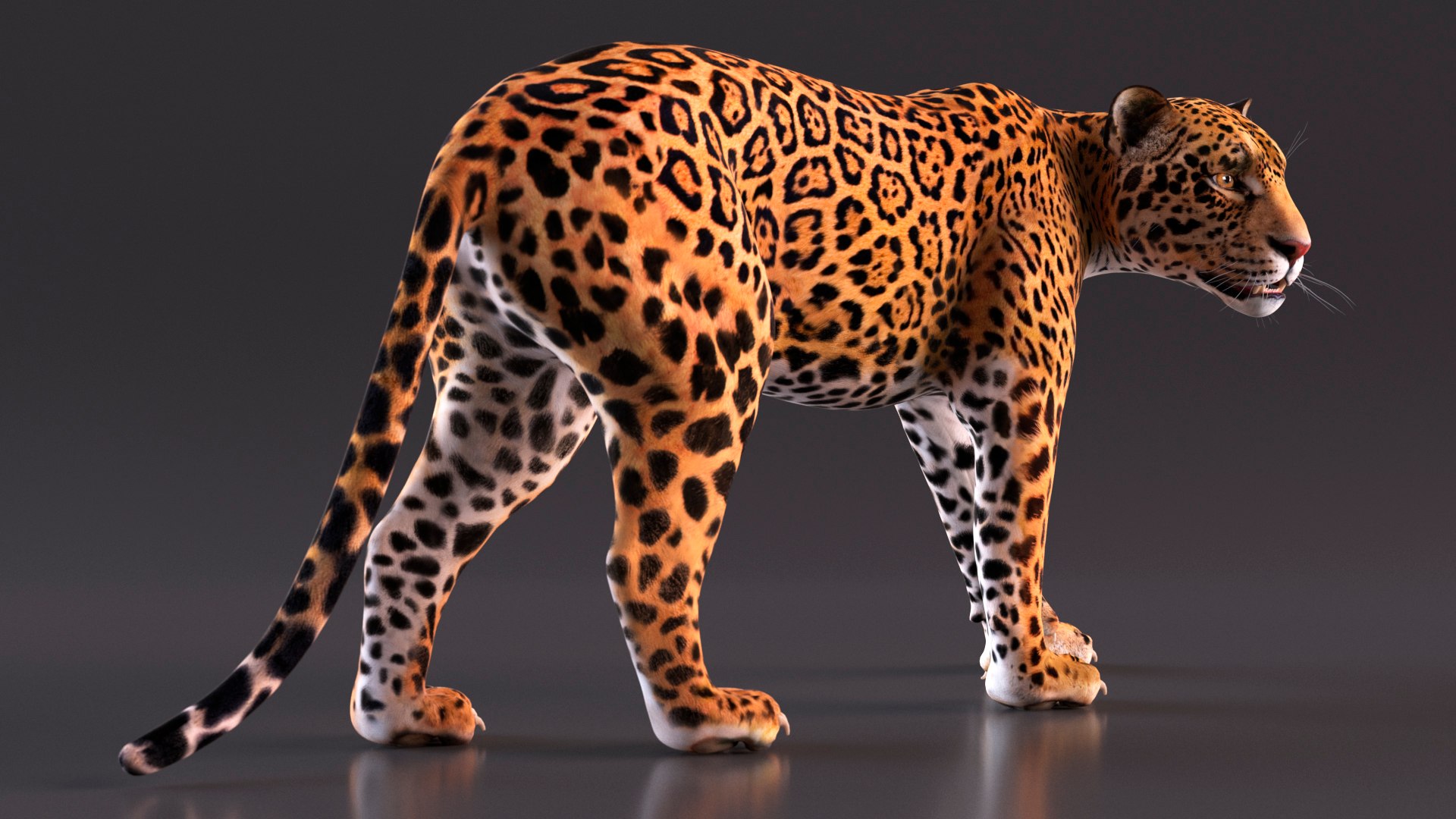 3D model Jaguar Rigged for Maya https://p.turbosquid.com/ts-thumb/vK/l6QABr/72/jaguarriggedformaya3dsmodel014/jpg/1720510691/1920x1080/fit_q87/9242328e8239ddb67f01bdb555a2bb623c1dea7a/jaguarriggedformaya3dsmodel014.jpg