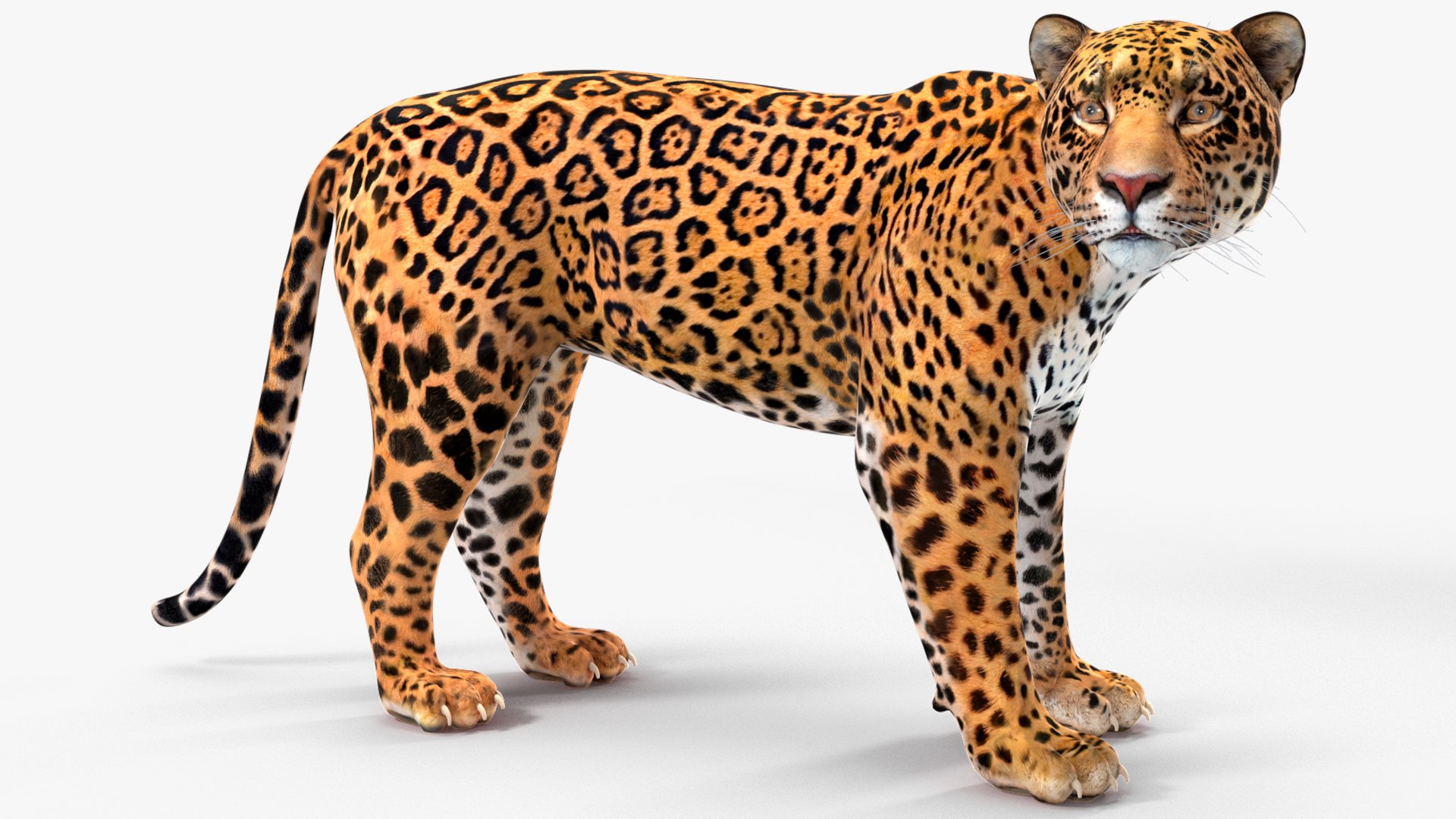 3D model Jaguar Rigged for Maya https://p.turbosquid.com/ts-thumb/vK/l6QABr/A3/jaguarriggedformaya3dsmodel019/jpg/1720510712/1920x1080/fit_q87/27f71cad0701d08298a2684fc397a248e4e89e29/jaguarriggedformaya3dsmodel019.jpg