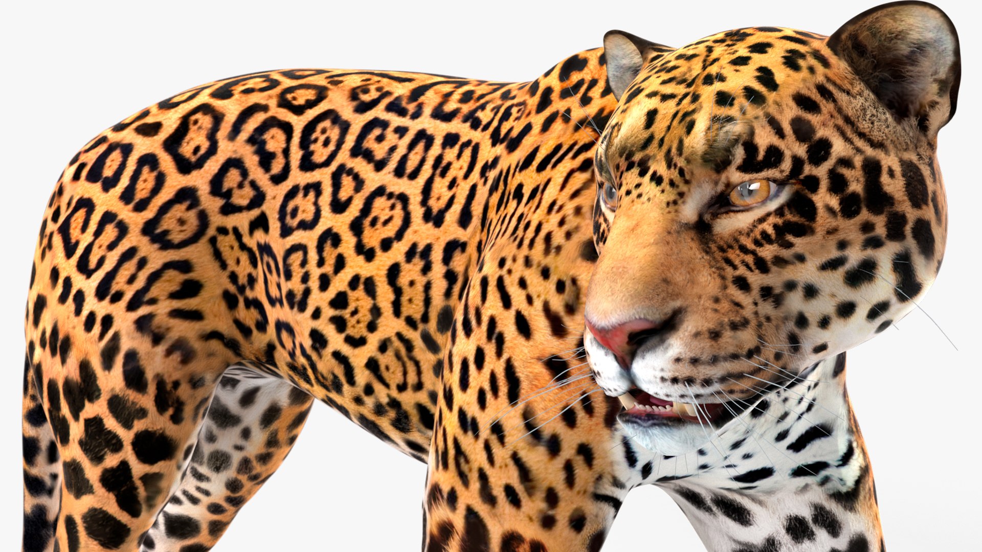 3D model Jaguar Rigged for Maya https://p.turbosquid.com/ts-thumb/vK/l6QABr/Ep/jaguarriggedformaya3dsmodel031/jpg/1720510764/1920x1080/fit_q87/91e0883dd29dd50664d7455f572ab8acca0f1491/jaguarriggedformaya3dsmodel031.jpg