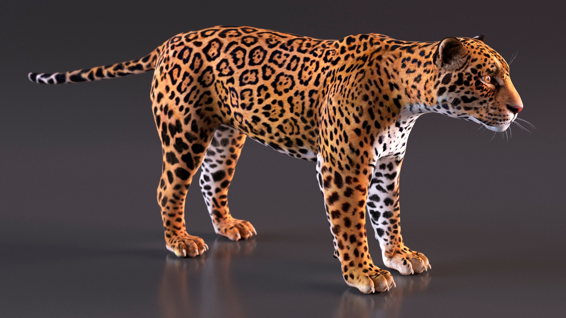 3D model Jaguar Rigged for Maya https://p.turbosquid.com/ts-thumb/vK/l6QABr/Jt/jaguarriggedformaya3dsmodel013/jpg/1720510687/1920x1080/fit_q87/8e21c1d1df9481c0ad07ccd141e0503e8e36d0c9/jaguarriggedformaya3dsmodel013.jpg