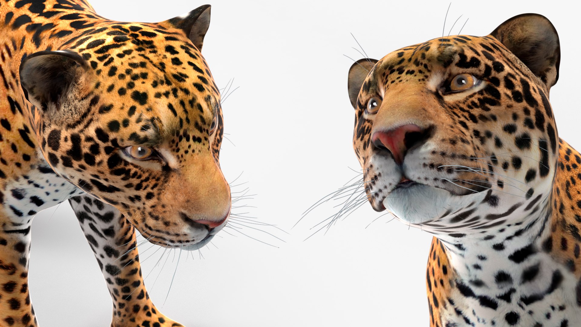 3D model Jaguar Rigged for Maya https://p.turbosquid.com/ts-thumb/vK/l6QABr/NI/jaguarriggedformaya3dsmodel039/jpg/1720510796/1920x1080/fit_q87/2d467c8cd6aabb02bdd3a54bcfafe8d788b9614c/jaguarriggedformaya3dsmodel039.jpg