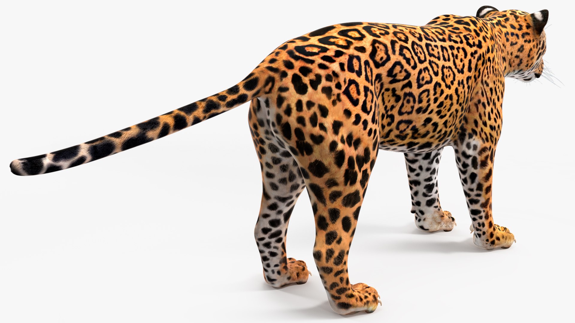 3D model Jaguar Rigged for Maya https://p.turbosquid.com/ts-thumb/vK/l6QABr/OY/jaguarriggedformaya3dsmodel022/jpg/1720510725/1920x1080/fit_q87/e9b8bfe2ecabd12f03b9fae1f3c208623e525d80/jaguarriggedformaya3dsmodel022.jpg