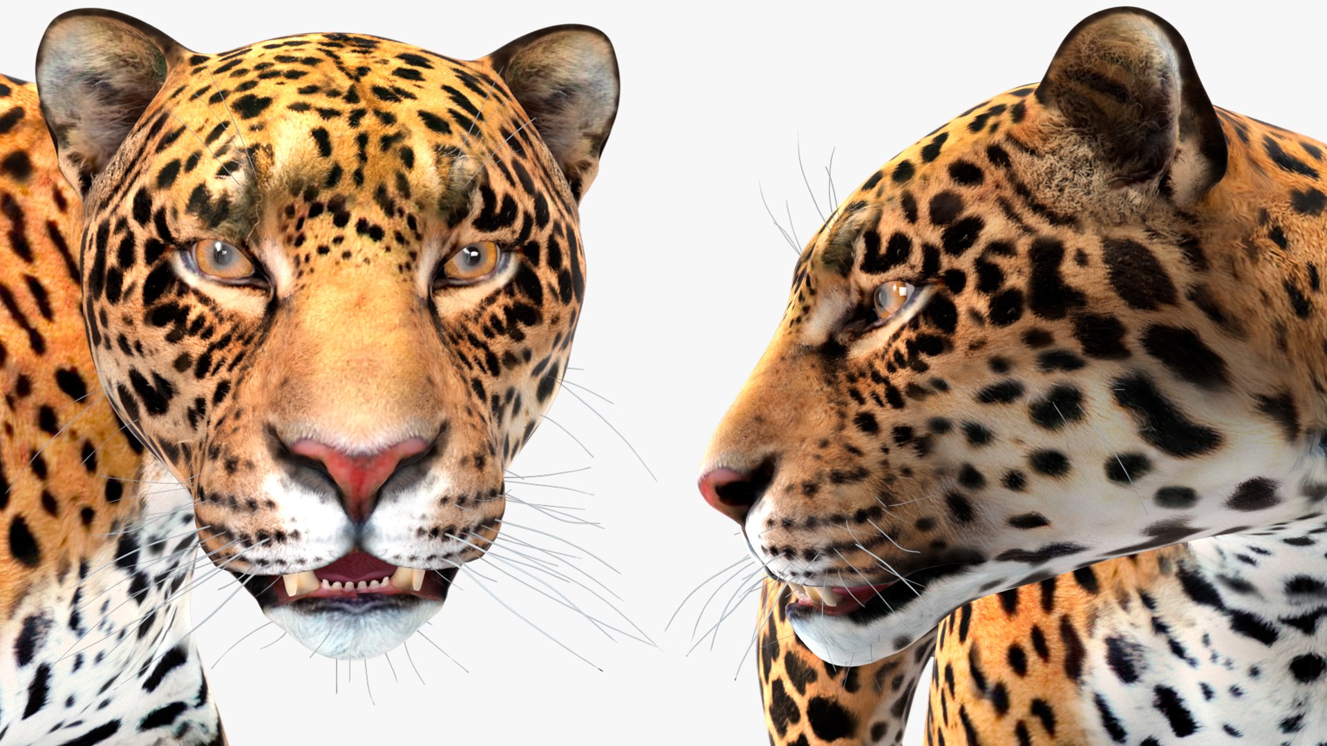 3D model Jaguar Rigged for Maya https://p.turbosquid.com/ts-thumb/vK/l6QABr/RP/jaguarriggedformaya3dsmodel041/jpg/1720510805/1920x1080/fit_q87/fa7a1cf5a7bf7f9021959e22818055280ef8b86d/jaguarriggedformaya3dsmodel041.jpg