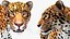 Jaguar truqué pour Maya