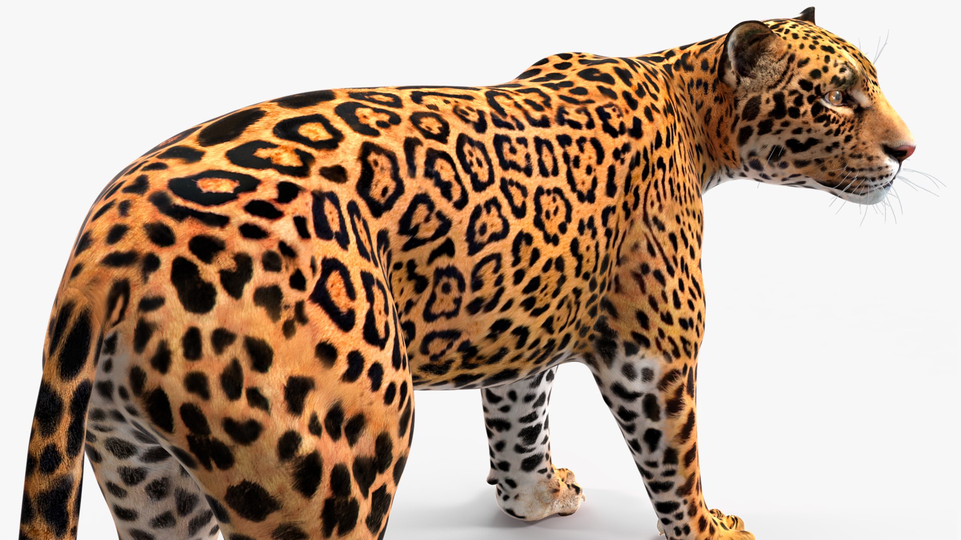 3D model Jaguar Rigged for Maya https://p.turbosquid.com/ts-thumb/vK/l6QABr/Tv/jaguarriggedformaya3dsmodel034/jpg/1720510776/1920x1080/fit_q87/4ac06bc4892a7c84d972c407242f0a71a2b1ddcb/jaguarriggedformaya3dsmodel034.jpg