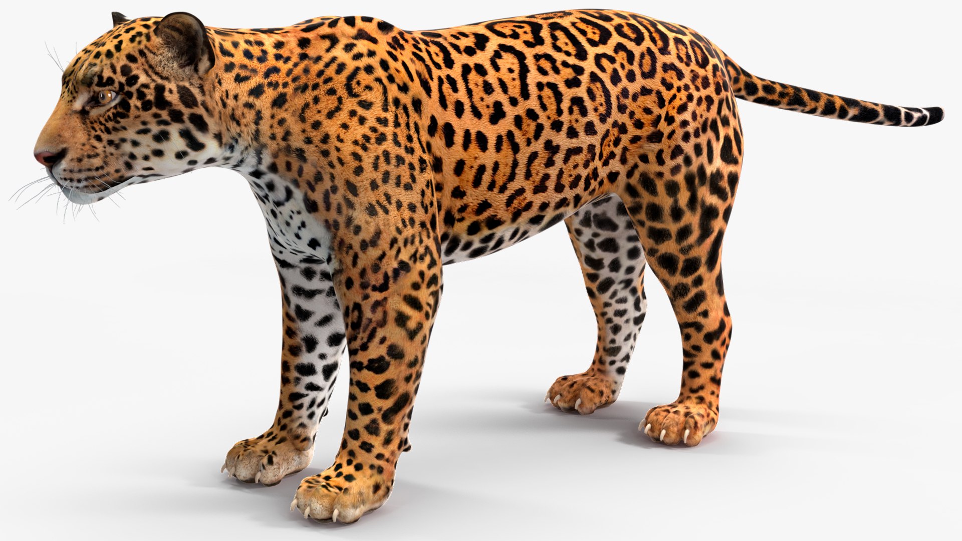 3D model Jaguar Rigged for Maya https://p.turbosquid.com/ts-thumb/vK/l6QABr/Wf/jaguarriggedformaya3dsmodel018/jpg/1720510708/1920x1080/fit_q87/5229757b0eb70eed05755ac810fa1fccb12af162/jaguarriggedformaya3dsmodel018.jpg