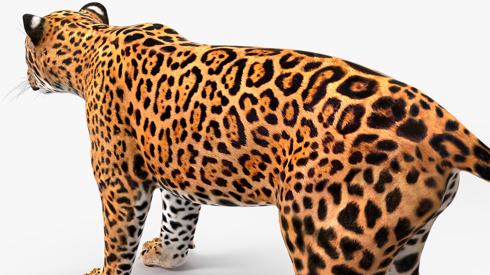 3D model Jaguar Rigged for Maya https://p.turbosquid.com/ts-thumb/vK/l6QABr/YR/jaguarriggedformaya3dsmodel032/jpg/1720510768/1920x1080/fit_q87/b92e4a530fdc3eb8eef03cc0fe5affcd302a38ae/jaguarriggedformaya3dsmodel032.jpg