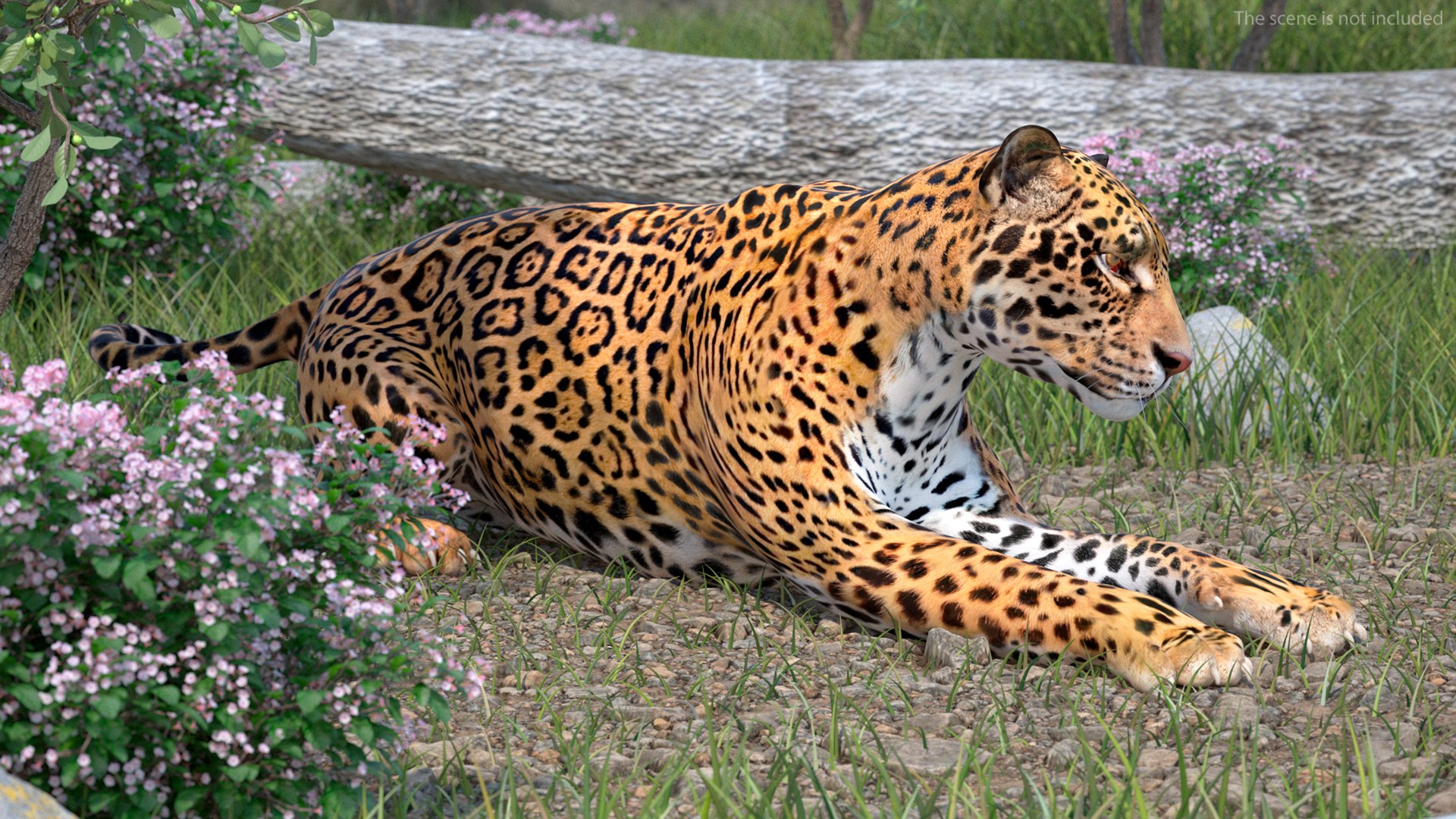 3D model Jaguar Rigged for Maya https://p.turbosquid.com/ts-thumb/vK/l6QABr/bN/jaguarriggedformaya3dsmodel005/jpg/1720510643/1920x1080/fit_q87/af0eec7c36992cc99bc3b03e64657de7610dcf89/jaguarriggedformaya3dsmodel005.jpg