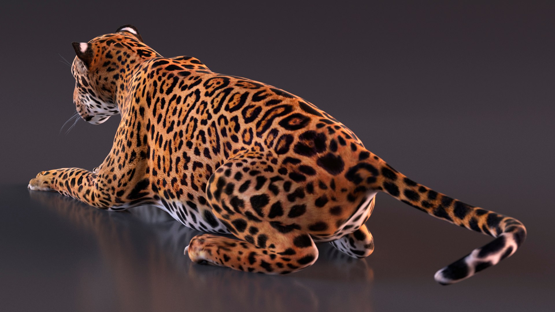 3D model Jaguar Rigged for Maya https://p.turbosquid.com/ts-thumb/vK/l6QABr/dI/jaguarriggedformaya3dsmodel015/jpg/1720510696/1920x1080/fit_q87/a9b20e54c8d07b6e4ba62a65bbeee1b6affe09bd/jaguarriggedformaya3dsmodel015.jpg