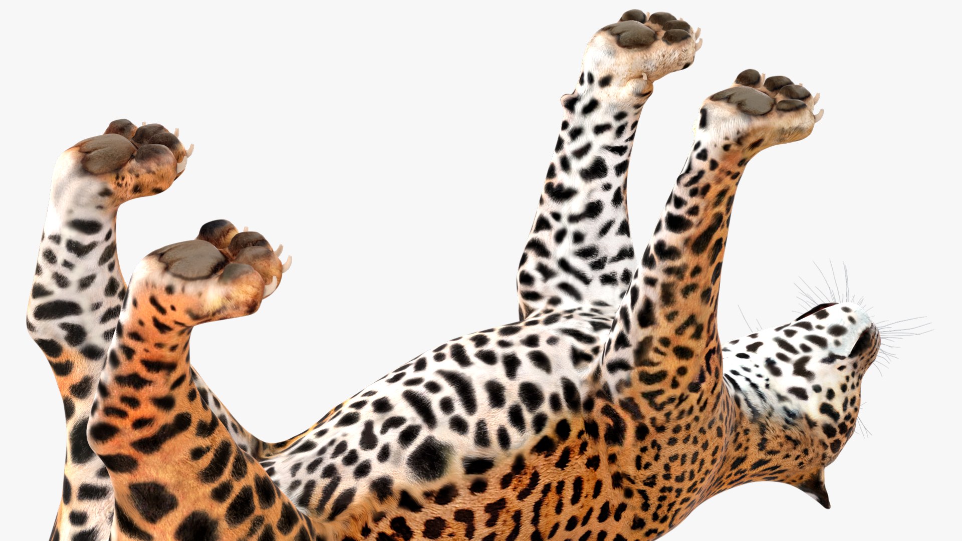 3D model Jaguar Rigged for Maya https://p.turbosquid.com/ts-thumb/vK/l6QABr/fK/jaguarriggedformaya3dsmodel028/jpg/1720510751/1920x1080/fit_q87/594593d6caa24b8c5fb6ccbc0db873cca0f5201a/jaguarriggedformaya3dsmodel028.jpg