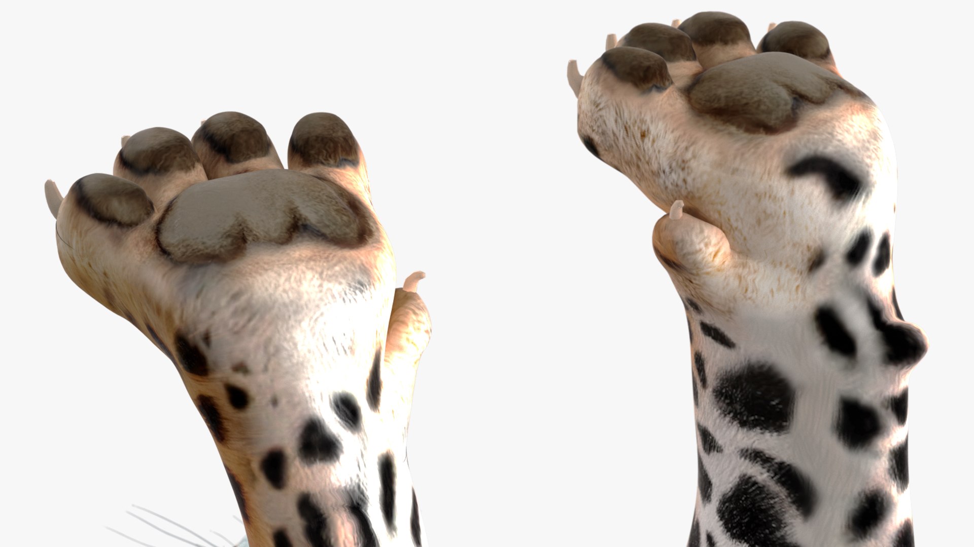 3D model Jaguar Rigged for Maya https://p.turbosquid.com/ts-thumb/vK/l6QABr/h7/jaguarriggedformaya3dsmodel029/jpg/1720510755/1920x1080/fit_q87/7e660742e1d53361637929a6c243e03e15d9097d/jaguarriggedformaya3dsmodel029.jpg