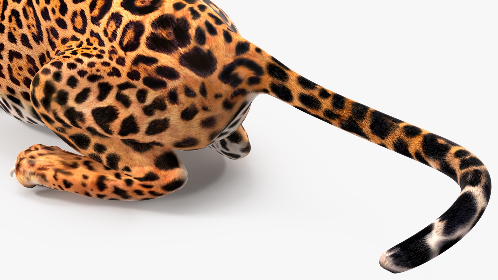 3D model Jaguar Rigged for Maya https://p.turbosquid.com/ts-thumb/vK/l6QABr/ij/jaguarriggedformaya3dsmodel038/jpg/1720510792/1920x1080/fit_q87/a250913a68b5cefbacfb36bc94b00dca19167508/jaguarriggedformaya3dsmodel038.jpg