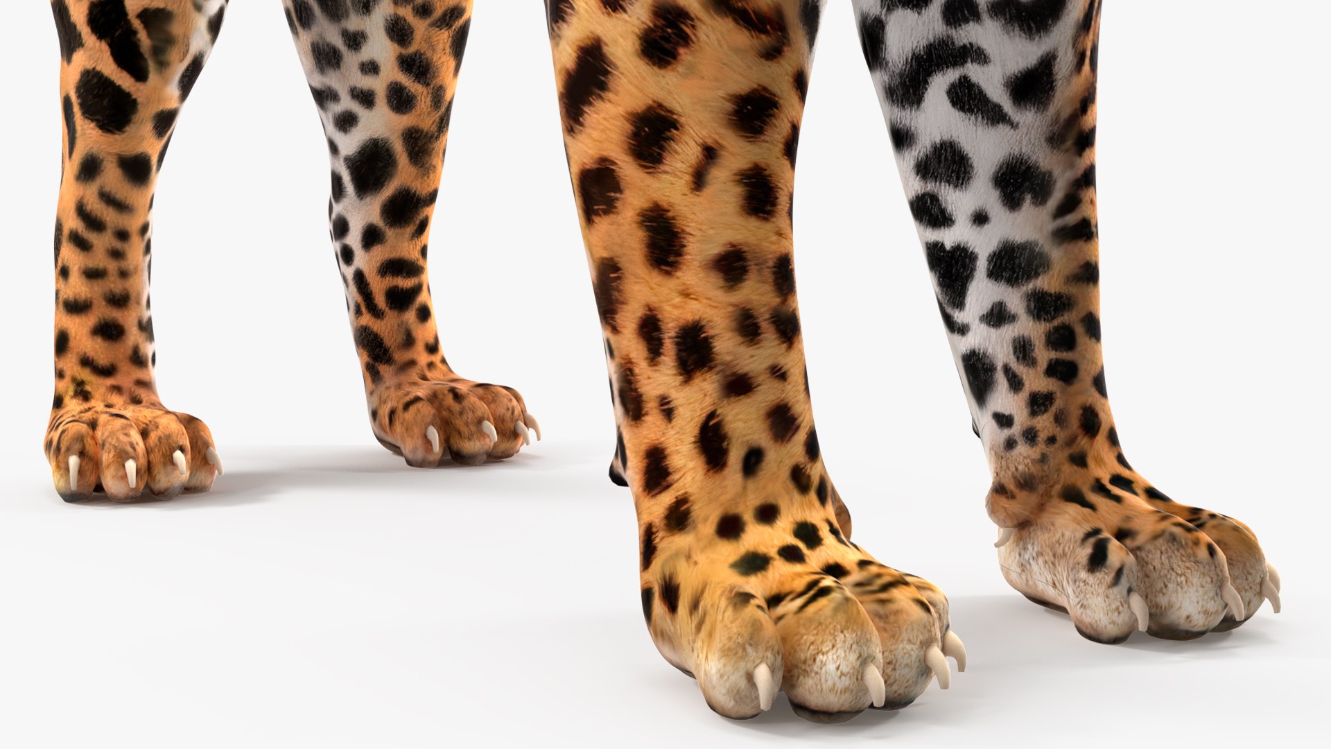 3D model Jaguar Rigged for Maya https://p.turbosquid.com/ts-thumb/vK/l6QABr/iq/jaguarriggedformaya3dsmodel036/jpg/1720510784/1920x1080/fit_q87/0c6874f758c2ffa79440cb3294829ac659422166/jaguarriggedformaya3dsmodel036.jpg