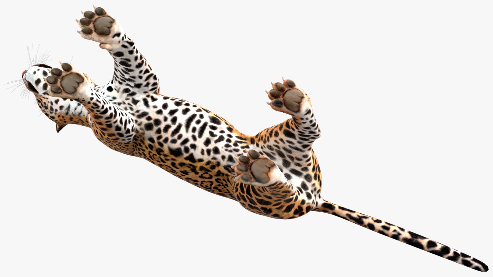 3D model Jaguar Rigged for Maya https://p.turbosquid.com/ts-thumb/vK/l6QABr/jK/jaguarriggedformaya3dsmodel027/jpg/1720510747/1920x1080/fit_q87/a2ff6c505f3d078a7acd0401f7af5f7f4068c487/jaguarriggedformaya3dsmodel027.jpg