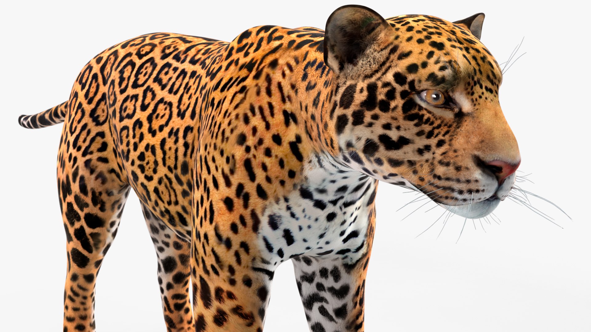 3D model Jaguar Rigged for Maya https://p.turbosquid.com/ts-thumb/vK/l6QABr/ku/jaguarriggedformaya3dsmodel030/jpg/1720510760/1920x1080/fit_q87/1900ee66b550db5509b3121bd1664860cbba8db1/jaguarriggedformaya3dsmodel030.jpg