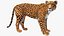 Jaguar truqué pour Maya