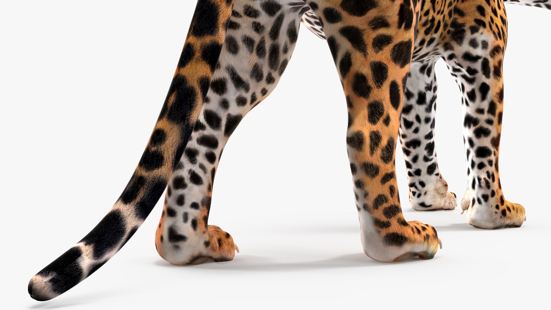 3D model Jaguar Rigged for Maya https://p.turbosquid.com/ts-thumb/vK/l6QABr/oR/jaguarriggedformaya3dsmodel037/jpg/1720510788/1920x1080/fit_q87/e8fa9f2a12a7a53bc3146da2f760455f9de39d64/jaguarriggedformaya3dsmodel037.jpg
