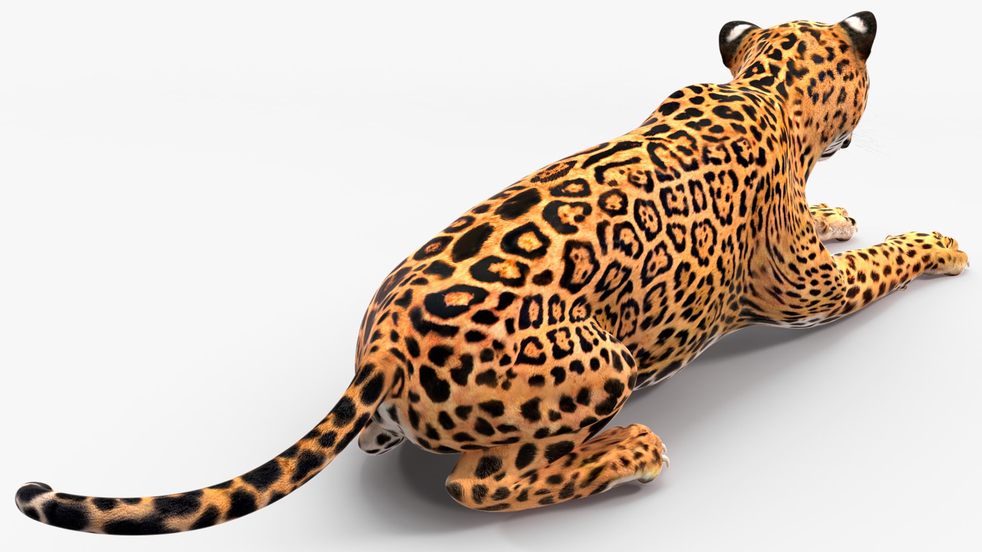 3D model Jaguar Rigged for Maya https://p.turbosquid.com/ts-thumb/vK/l6QABr/pt/jaguarriggedformaya3dsmodel025/jpg/1720510738/1920x1080/fit_q87/ec502bc3272552b70f0a46b32d70c1dbbb14f668/jaguarriggedformaya3dsmodel025.jpg