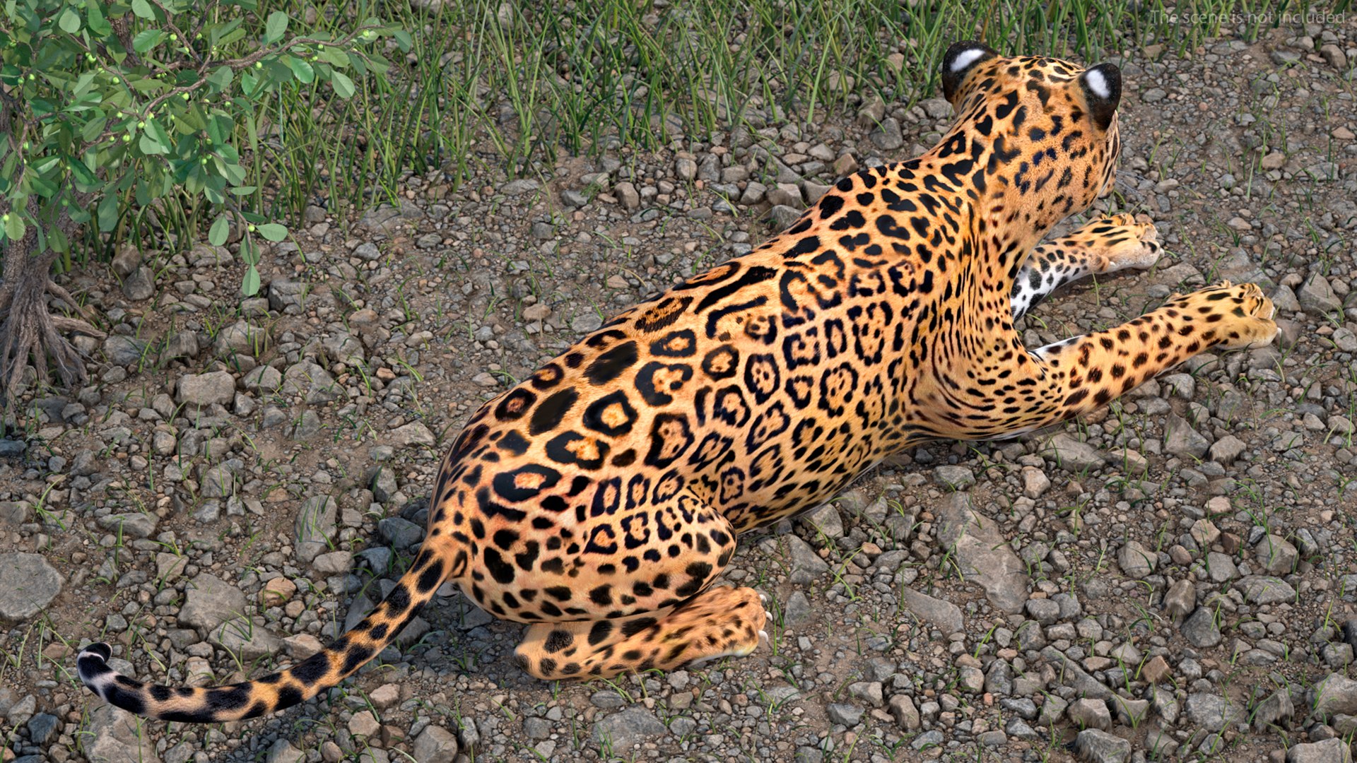 3D model Jaguar Rigged for Maya https://p.turbosquid.com/ts-thumb/vK/l6QABr/qe/jaguarriggedformaya3dsmodel009/jpg/1720510666/1920x1080/fit_q87/e859056e7707b9cdcebe554ab9f1d9515f45a269/jaguarriggedformaya3dsmodel009.jpg