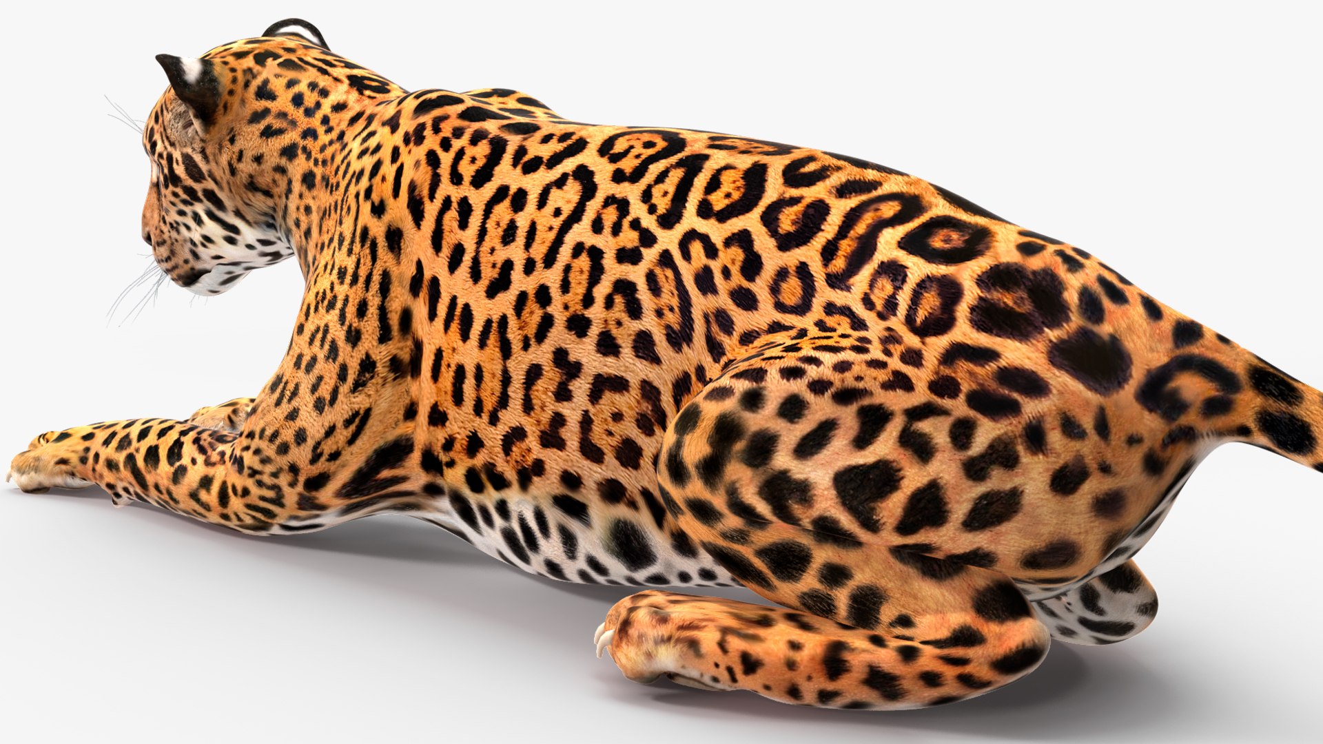 3D model Jaguar Rigged for Maya https://p.turbosquid.com/ts-thumb/vK/l6QABr/x4/jaguarriggedformaya3dsmodel033/jpg/1720510772/1920x1080/fit_q87/94d02db557fe7bec2c12a7b6c0d6696c3e3497ab/jaguarriggedformaya3dsmodel033.jpg