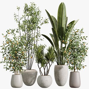 AV Indoor Plants Set 350 Olive Eucalyptus and Banana Nicolai and Yucca and Bonsai Orange model