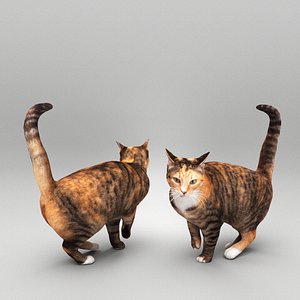 3D model Cat 25