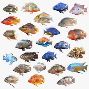 Cichlid Fish Collection 1-25