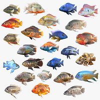 Cichlid Fish Collection 1-25