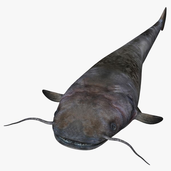 modelo 3d Silurus - TurboSquid 1325260