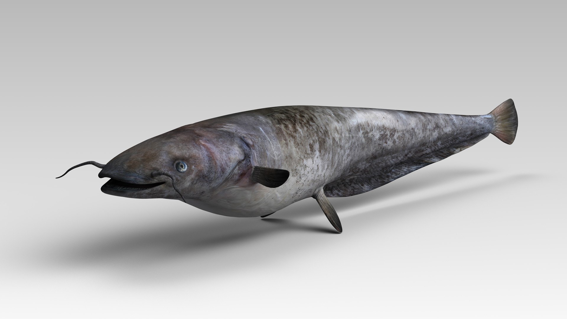 Silurus 3D Model - TurboSquid 1325260