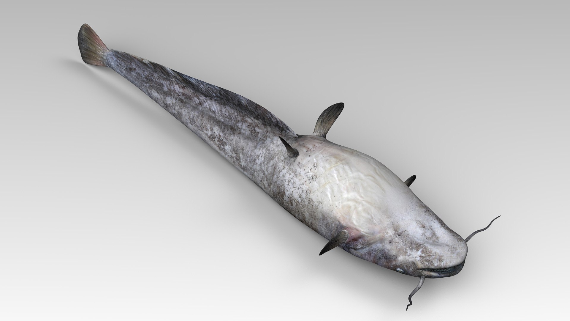 Silurus 3D Model - TurboSquid 1325260