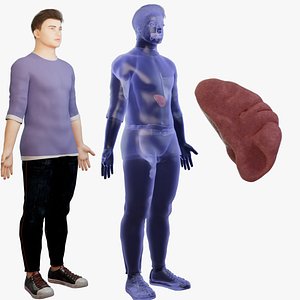 Spleen Human organ 3D model