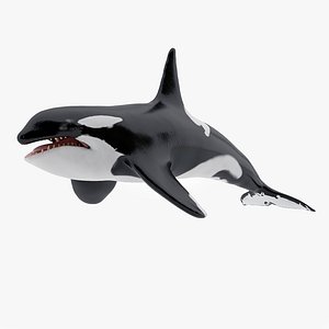 3D killer whale animations model