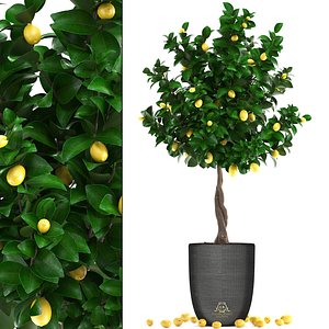 lemon tree fruit 3 3D