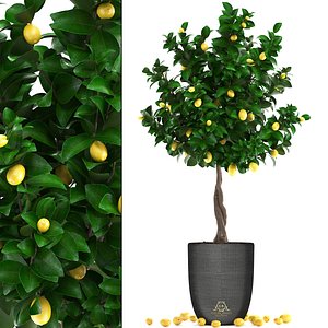 Lemon Tree with Fruit 3
