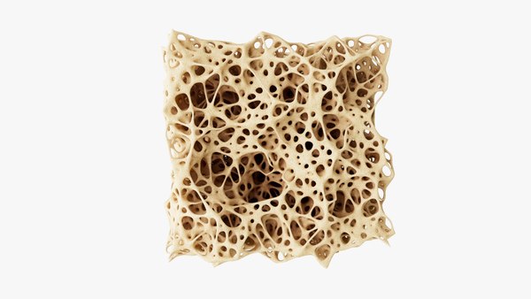 Knochenstruktur 3D-Modell - TurboSquid 2237259