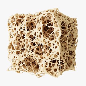 Bone Structure