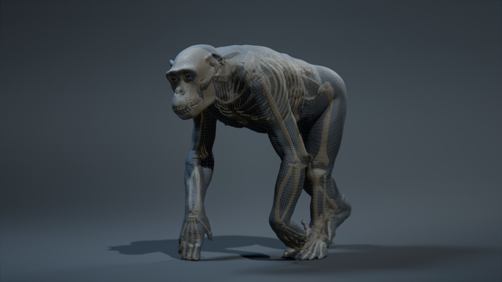 Chimpanzee Rigged 3D Model - TurboSquid 2375412