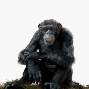 Chimpanzee Rigged 3D model