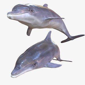 DOLPHIN FISH SEA  MAMMALS MARINE NATURE ANIMATED