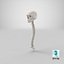 3D real human spine bones model