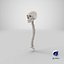 3D real human spine bones model