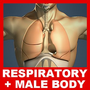 Respiratory System, Male Body and Diaphragm (No Textures)