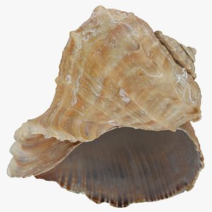 Rapana Rapiformis 2