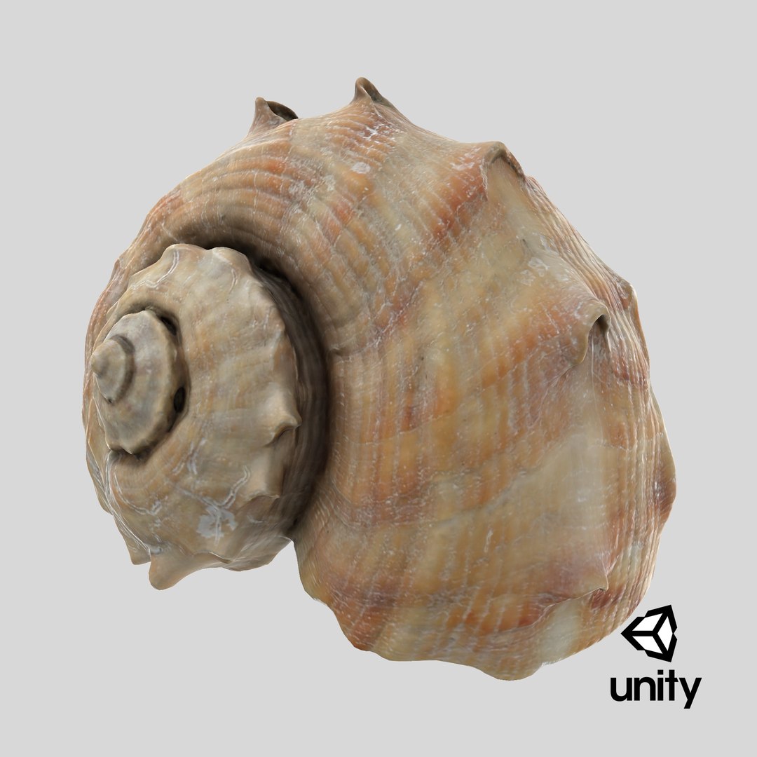 3D Rapana Rapiformis 2 model https://p.turbosquid.com/ts-thumb/vL/sde7JM/oH/stemcell_unity_render/png/1718645798/1920x1080/fit_q87/d38fd7b8b8b69cf527e013eb67ea77cd7599708d/stemcell_unity_render.jpg