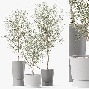 3D Plants collection 891