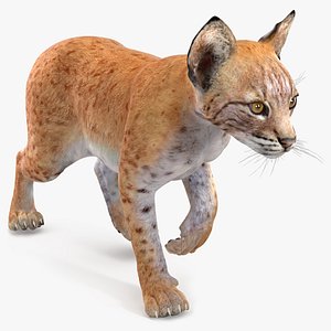 3D model Lynx Cub in Walking Pose