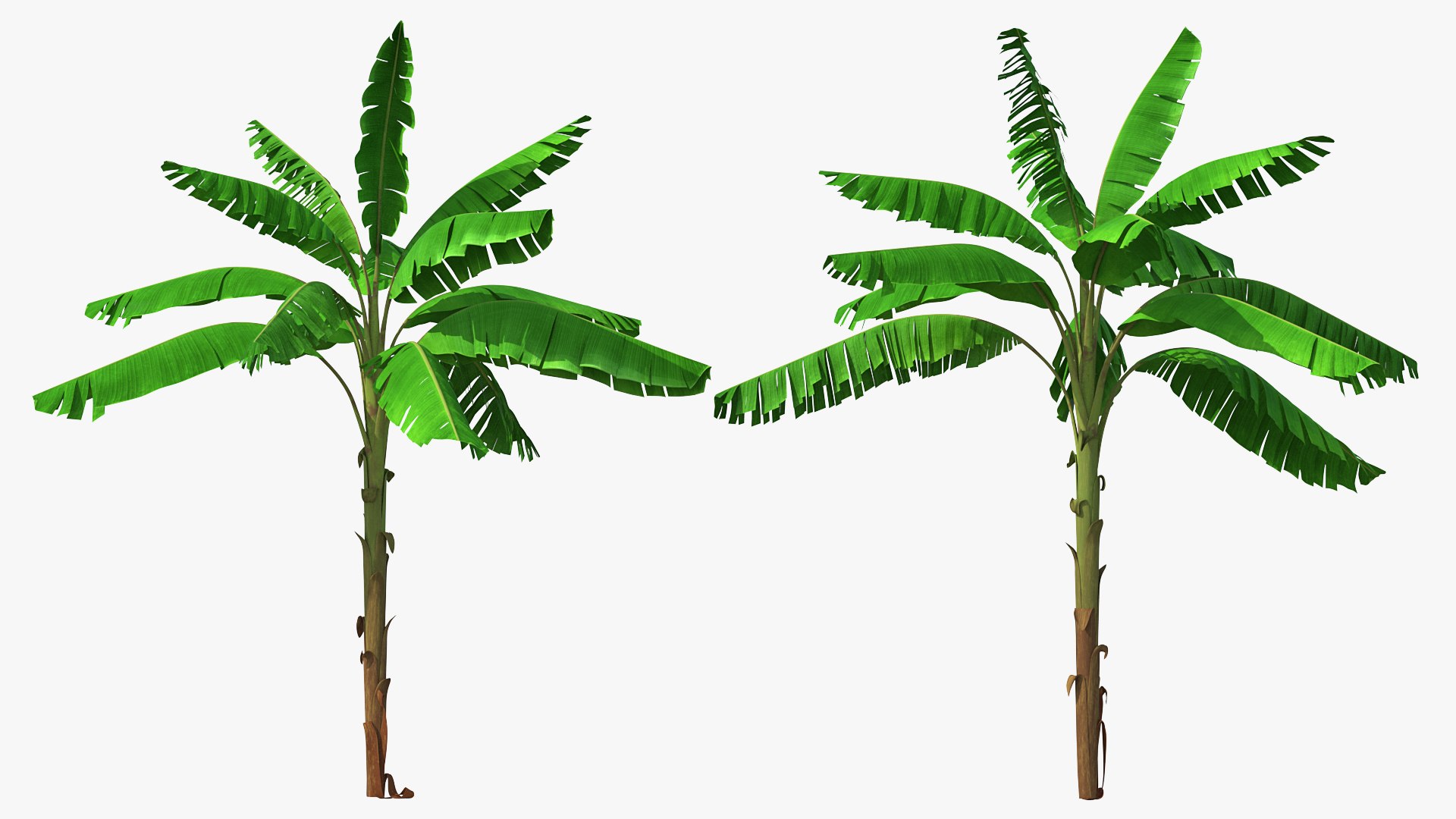 Tall Banana Tree 3D model preview
