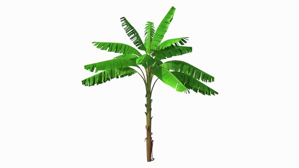 árboles de plátano png